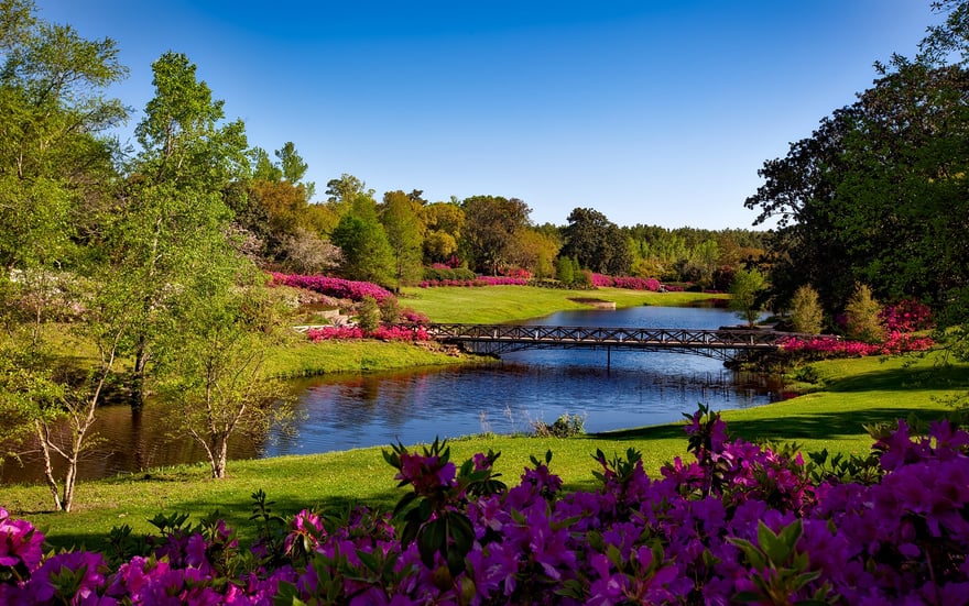 Garden with Vibrant Flowers